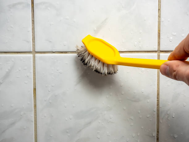 Reliable De Soto, IL Mold Removal Solutions