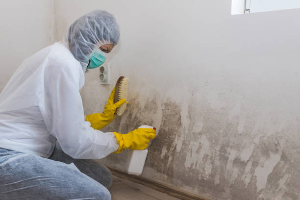 Best Fast Mold Removal  in De Soto, IL