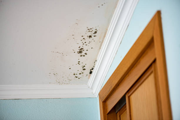 Best Residential Mold Removal  in De Soto, IL