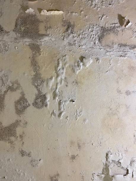 Best Mold Remediation  in De Soto, IL