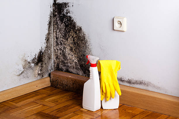 Best Mold Testing  in De Soto, IL