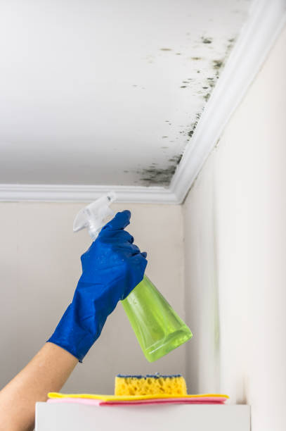 Best Attic Mold Removal  in De Soto, IL