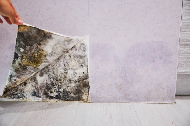 Best Certified Mold Removal  in De Soto, IL